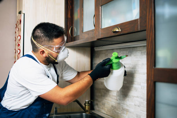Trusted Live Oak, TX Pest Control Experts