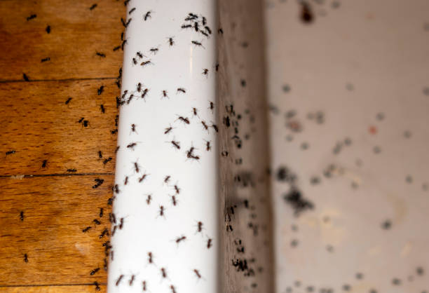 Pest Control Cost in Live Oak, TX