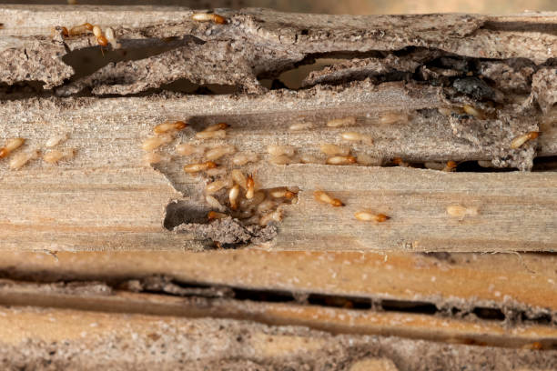 Best Spider Control Near Me  in Live Oak, TX
