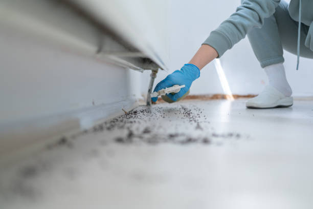 Trusted Live Oak, TX Pest Control Experts