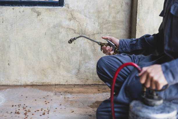 Best Local Pest Control Services  in Live Oak, TX